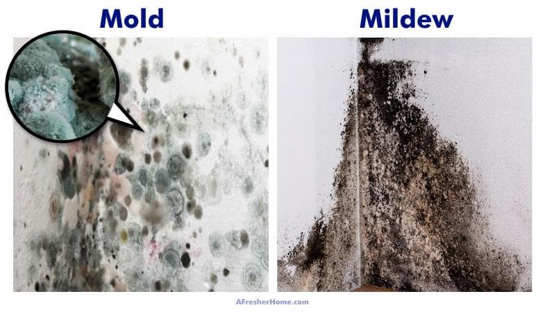 MA side by side comparison of mould and mildew