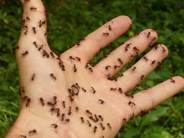 how to get rid of ants in hot tub