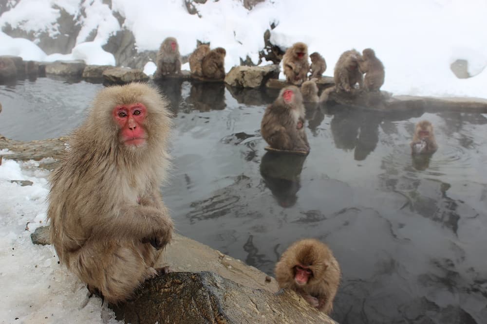 snow monkeys having hot tub fun facts session